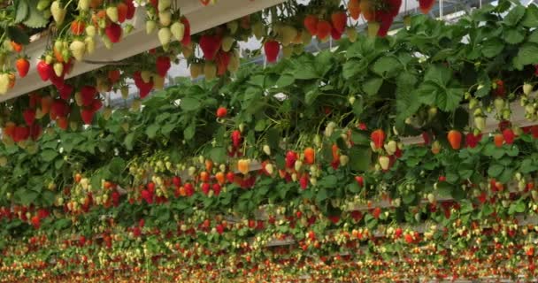 Fresas Que Crecen Bajo Casas Verdes Sur Francia — Vídeo de stock