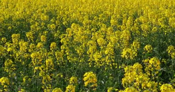 Campo Colza Brassica Napus Sul França — Vídeo de Stock