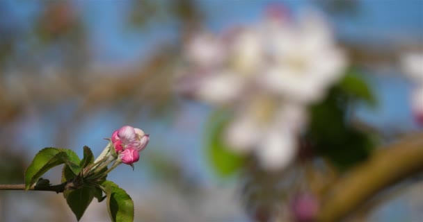 Apple Trees Blooming Spring Season — Stock Video