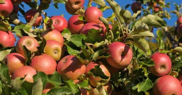 Meyve Bahçesi Elma Ağaçları Fransa — Stok video