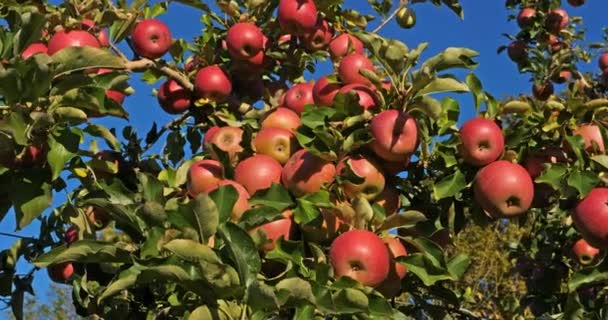 นแอปเป ลในสวน งเศส — วีดีโอสต็อก