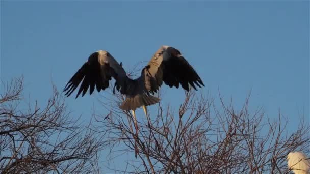 Garza Gris Ardea Cinerea Camargue Francia — Vídeo de stock