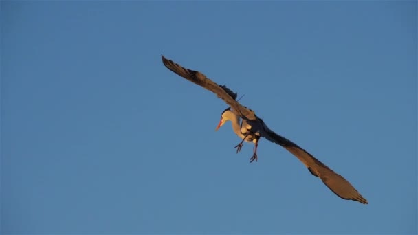 Grey Heron Ardea Cinerea Camargue Γαλλία — Αρχείο Βίντεο