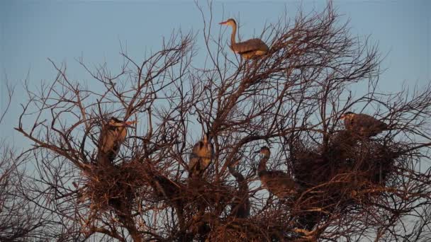 Grey Heron Ardea Cinerea Camarging France — стокове відео