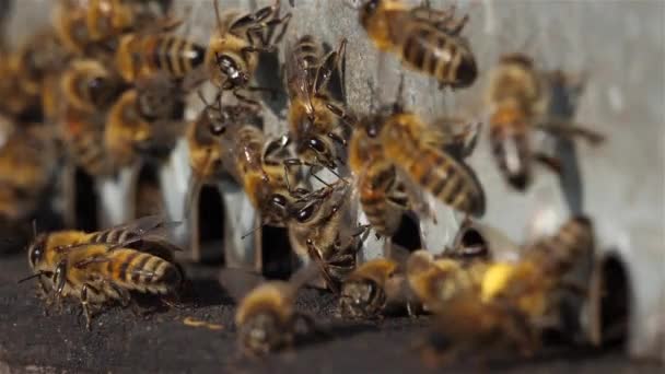 Abejas Volando Alrededor Colmena — Vídeos de Stock