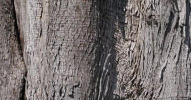 Güney Fransa 'da bin yıllık bir zeytin ağacının kabuğuna yakın dur.