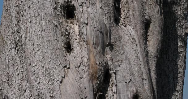 靠近法国南部一千年橄榄树的树皮 — 图库视频影像