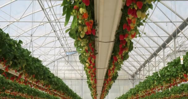 Fresas Que Crecen Bajo Casas Verdes Sur Francia — Vídeo de stock