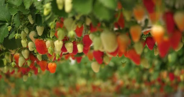 Fresas Que Crecen Bajo Casas Verdes Sur Francia — Vídeo de stock