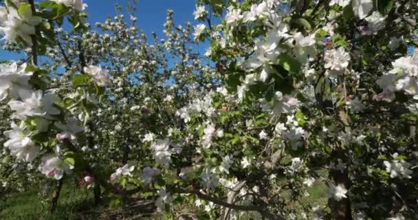 Almafák Virágzanak Tavaszi Szezonban Occitanie Dél Franciaország — Stock videók