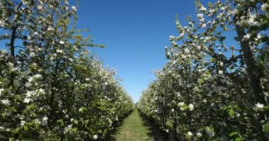 Elma ağaçları bahar mevsiminde çiçek açar, Occitanie, Güney Fransa