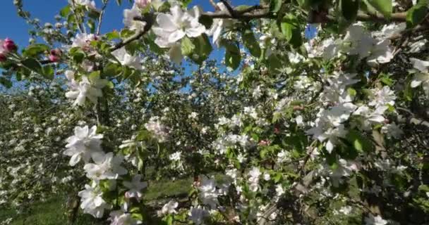 Pommiers Fleurissant Printemps Occitanie Sud France — Video
