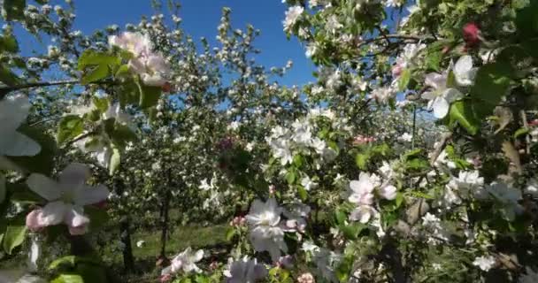 Μηλιές Που Ανθίζουν Κατά Την Εαρινή Περίοδο Occitanie Νότια Γαλλία — Αρχείο Βίντεο