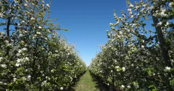 Apfelbäume Die Frühling Blühen Okzitanien Südfrankreich — Stockvideo