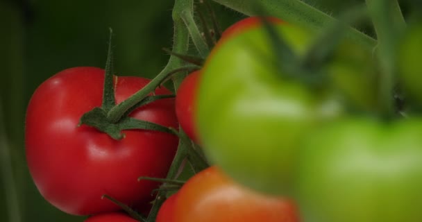 Cultura Idroponica Pomodori Che Crescono Sotto Case Verdi Nel Sud — Video Stock