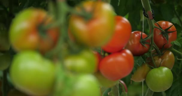 Cultura Hidropônica Tomates Que Crescem Sob Casas Verdes Sul França — Vídeo de Stock