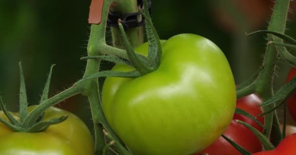 Cultura Idroponica Pomodori Che Crescono Sotto Case Verdi Nel Sud — Video Stock