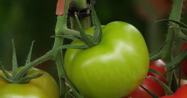 Cultivo Hidropónico Tomates Que Crecen Bajo Casas Verdes Sur Francia — Vídeo de stock