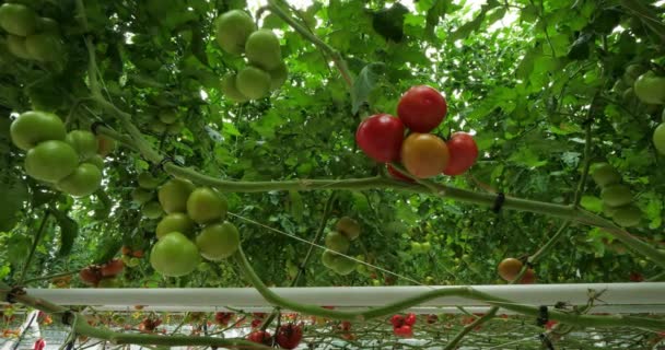 Cultivo Hidropónico Tomates Que Crecen Bajo Casas Verdes Sur Francia — Vídeo de stock