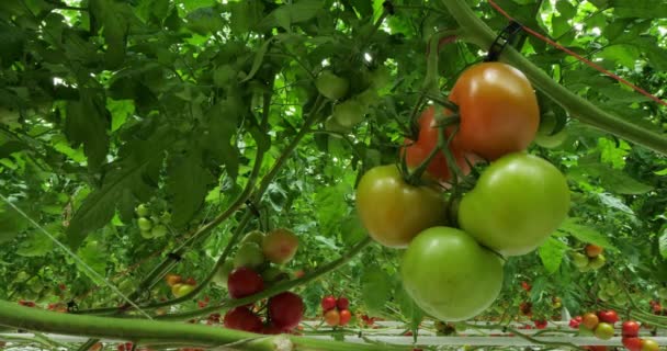 Cultivo Hidropónico Tomates Que Crecen Bajo Casas Verdes Sur Francia — Vídeo de stock