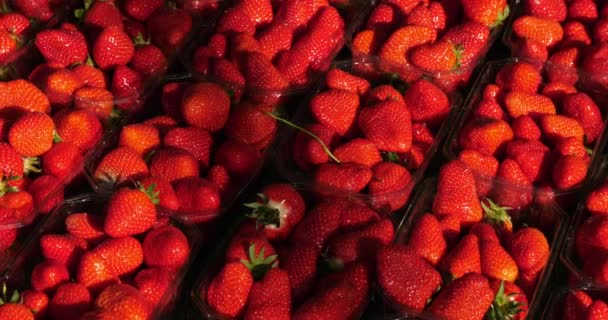 Aardbeien Koop Een Buitenmarkt Zuidelijke Frankrijk — Stockvideo