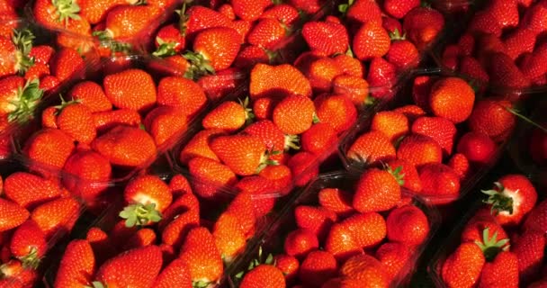 Morangos Para Venda Mercado Alimentos Livre França Meridional — Vídeo de Stock