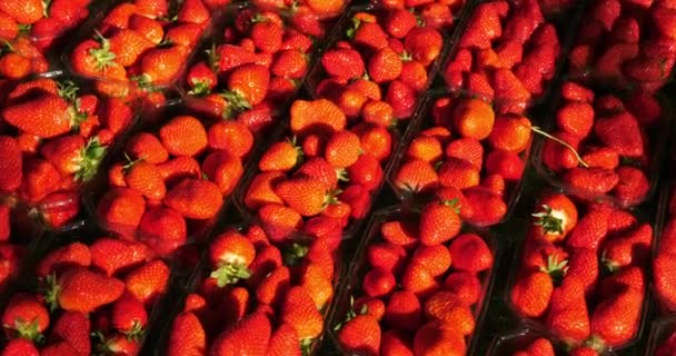 屋外食品市場での販売のためのイチゴ 南フランス — ストック動画