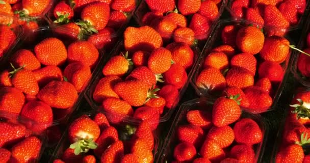 Fresas Para Venta Mercado Alimentos Aire Libre Francia Del Sur — Vídeos de Stock