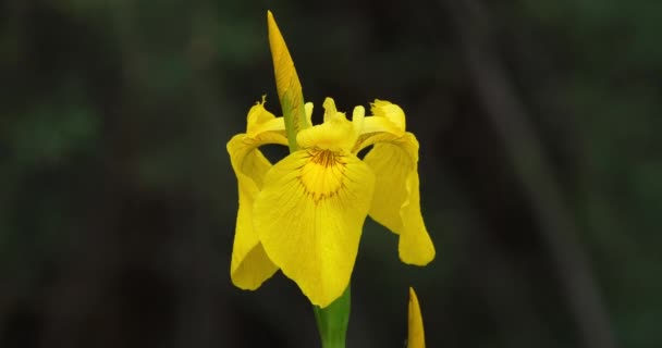 Gele Iris Iris Pseudacorus Sluitingen Van Gele Bloemblaadjes — Stockvideo