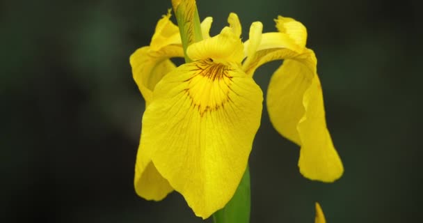 Gele Iris Iris Pseudacorus Sluitingen Van Gele Bloemblaadjes — Stockvideo