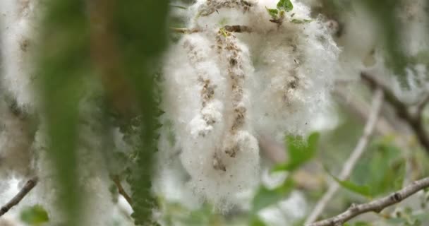 Polen Primer Plano Los Árboles Populus Francia — Vídeo de stock