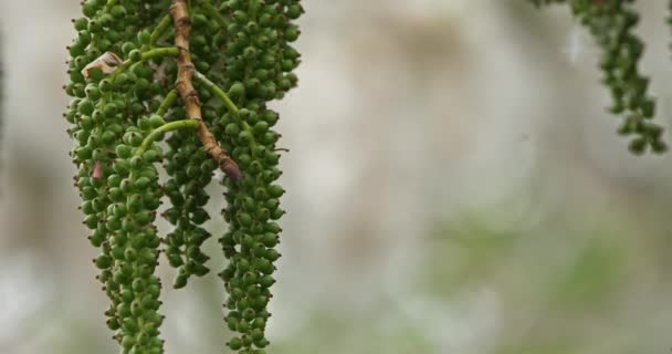 Polline Primo Piano Degli Alberi Populus Francia — Video Stock