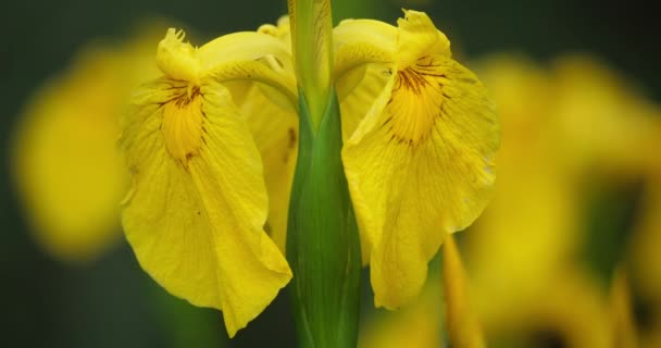 Gele Iris Iris Pseudacorus Sluitingen Van Gele Bloemblaadjes — Stockvideo