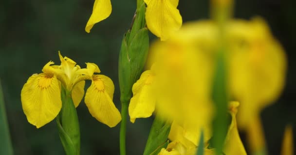 Żółta Tęczówka Tęczówki Pseudakorus Zbliżenie Żółtych Płatków Kwiatów — Wideo stockowe