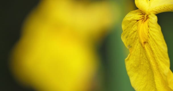 Жовтий Райдужний Псевдокорал Крупним Планом Жовтих Пелюсток Квітки — стокове відео