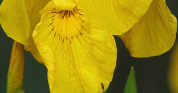 Íris Amarela Íris Pseudacorus Closeup Pétalas Flores Amarelas — Vídeo de Stock