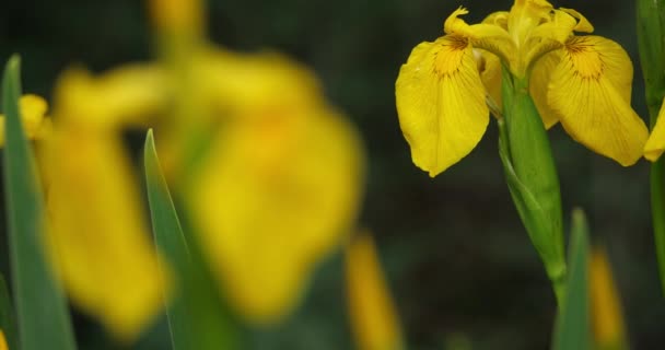 Iris Iris Pseudacorus Jaune Gros Plans Pétales Fleurs Jaunes — Video