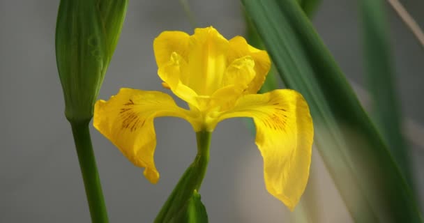 Gele Iris Iris Pseudacorus Sluitingen Van Gele Bloemblaadjes — Stockvideo