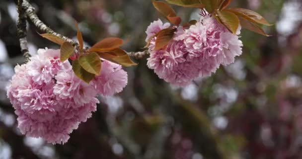 Чернослив Обыкновенный Цветущая Японская Вишня — стоковое видео