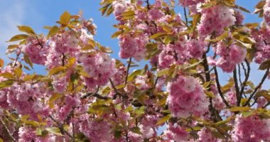 Prunus serrulata ya da çiçek açmış Japon kirazı