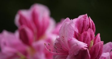 Weigela floribunda, Caprifoliaceae familyasından bir bitki türü.