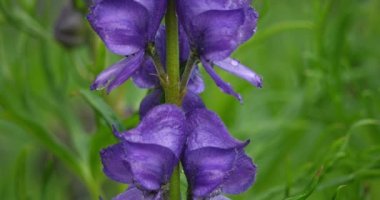 Aconitum variegatum, Ranunculaceae familyasına ait çiçek açan bitki türü.