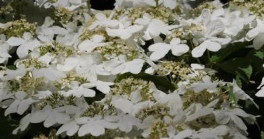 Viburnum plicatum, Adoxaceae familyasından bir bitki türü.
