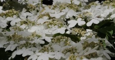Viburnum plicatum, Adoxaceae familyasından bir bitki türü.