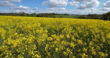 Fransa 'nın Brittany kentindeki Cotes d Zırhlı Araç Bölümü' nde (Brassica napus) tecavüz tohı tarlası.