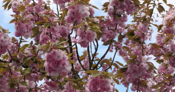 Чернослив Обыкновенный Цветущая Японская Вишня — стоковое видео