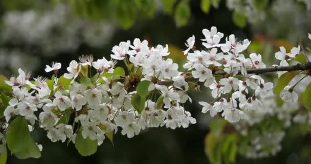 Cseresznyefa Virágzik Tavaszi Szezonban — Stock videók