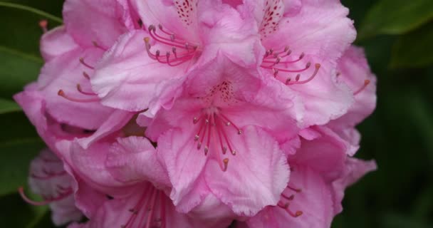 Flowering Weigela Floribunda Uma Planta Família Caprifoliaceae — Vídeo de Stock