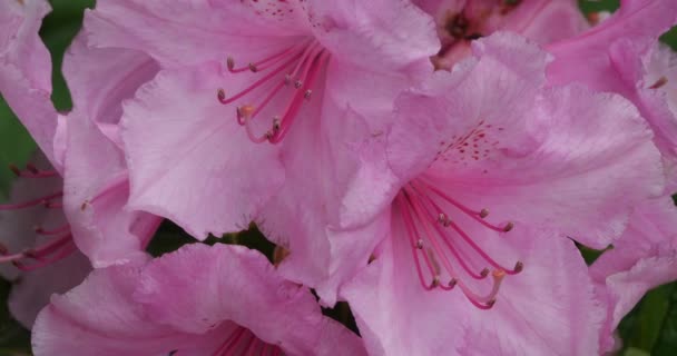 Blommande Weigela Floribunda Eller Weigela Växt Familjen Caprifoliaceae — Stockvideo