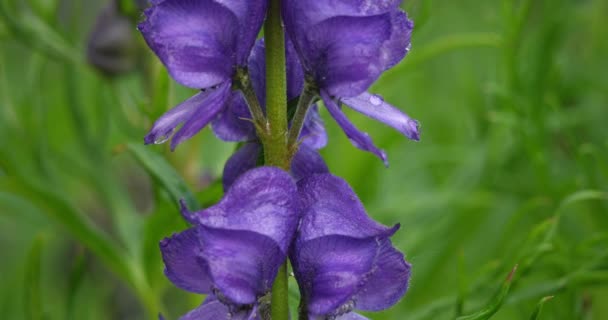 Aconitum Variegatum Especie Planta Con Flores Perteneciente Familia Ranunculaceae — Vídeos de Stock